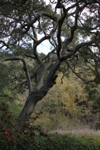 oak-tree-and-dense-vegetation